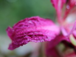 BauhiniaPurpurea11 2021